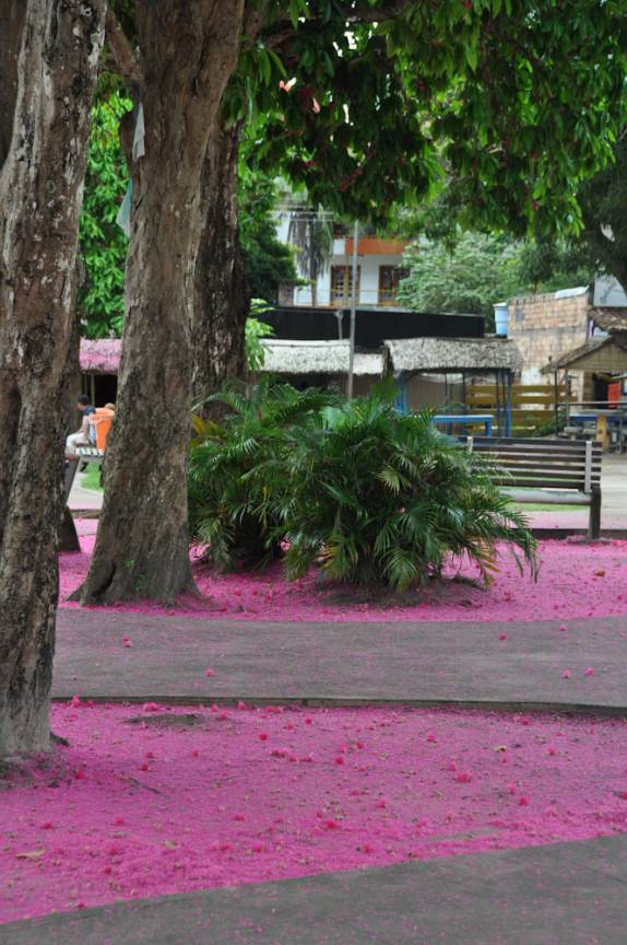 Flores de jambo no chão da praça central de Alter do Chão - PA